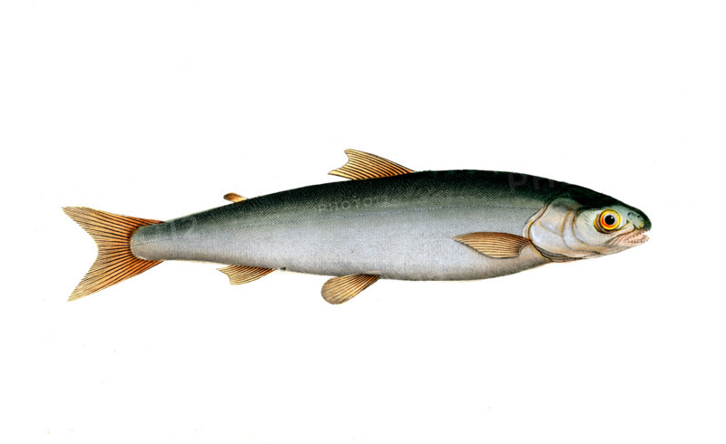 Fish