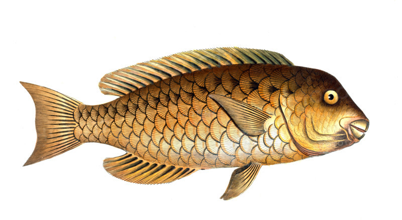 Fish