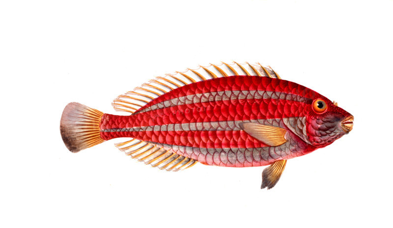 Fish