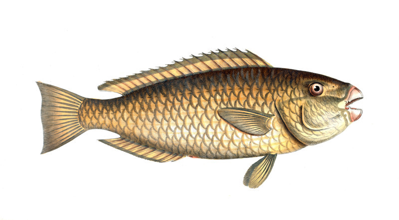 Fish