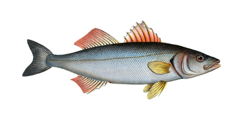 Fish