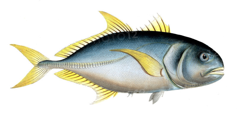 Fish