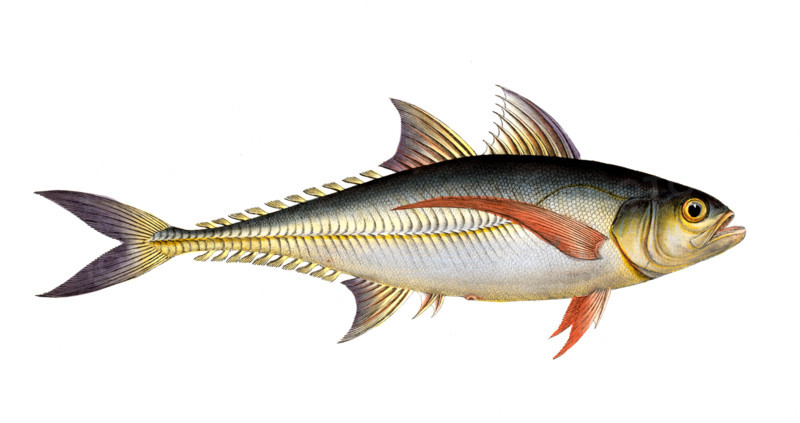 Fish