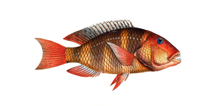 Fish