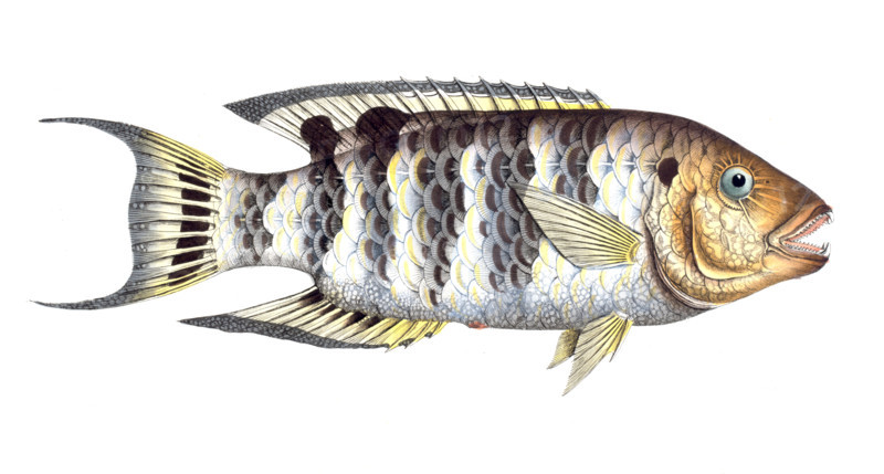 Fish