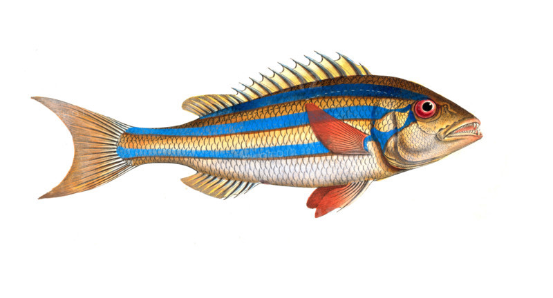 Fish