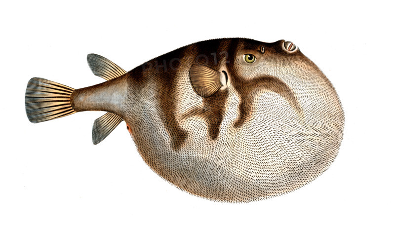 Fish