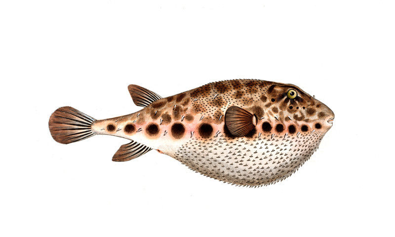 Fish