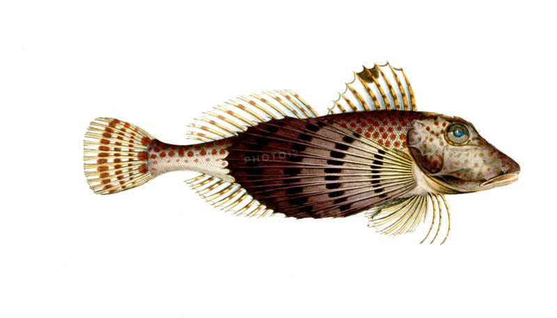 Fish