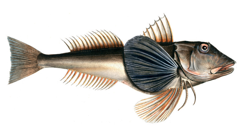 Fish