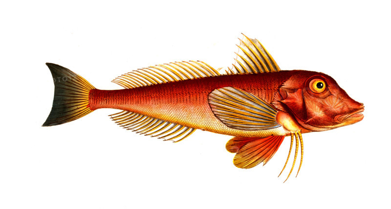Fish