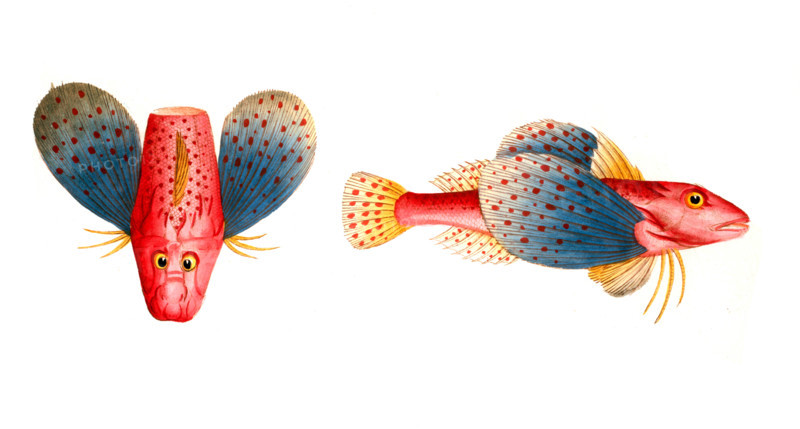 Fish