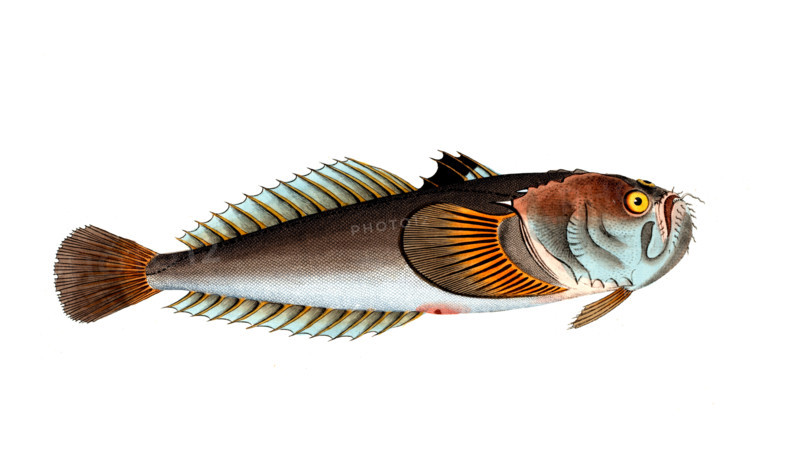 Fish