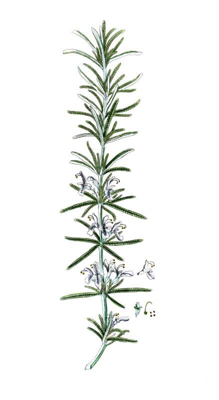 Rosmarinus officinalis
