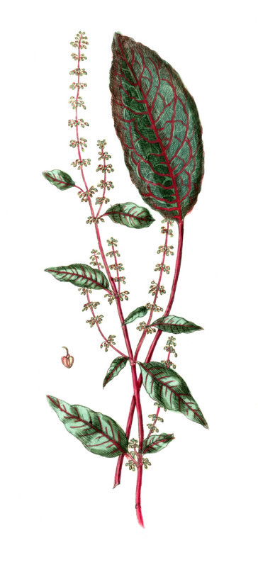 Rumex sanguineus