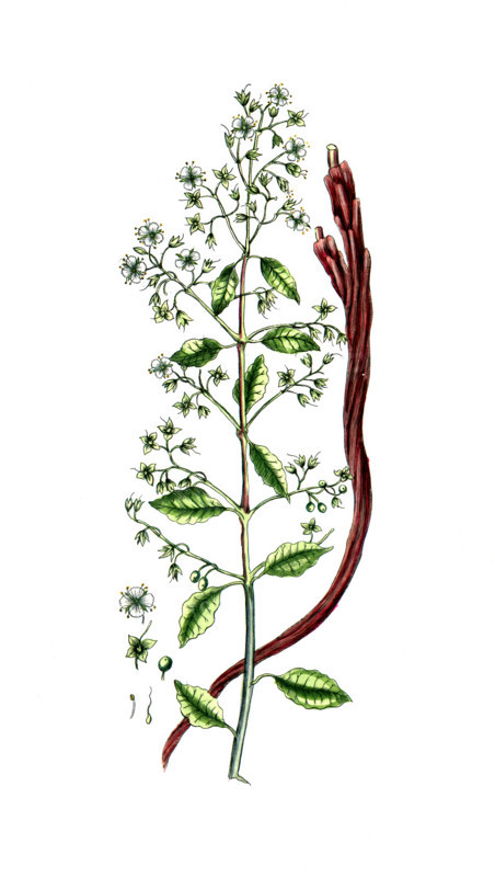 Lawsonia inermis