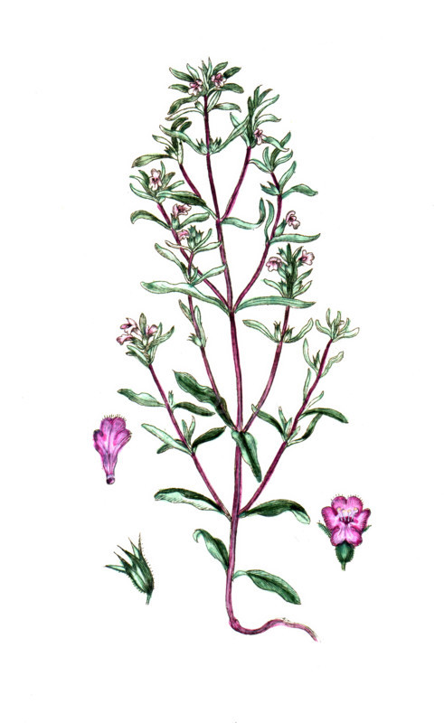 Satureja hortensis