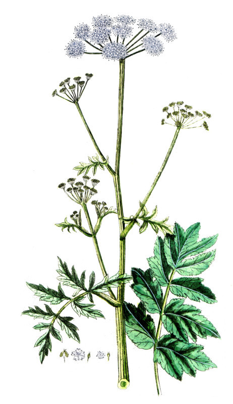 Pimpinella magna