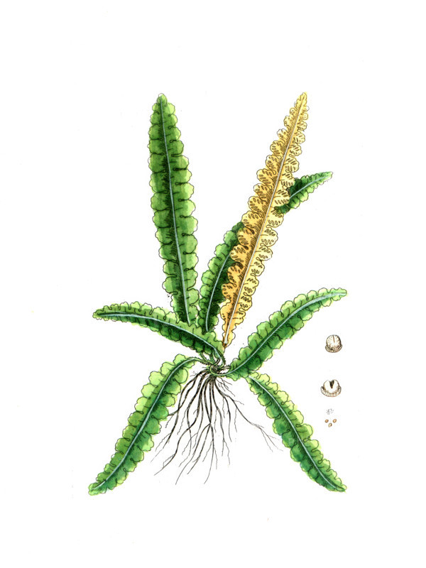 Asplenium ceterach