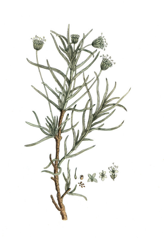 Plantago cynops