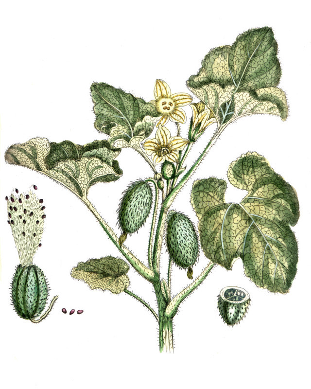 Plantago cynops