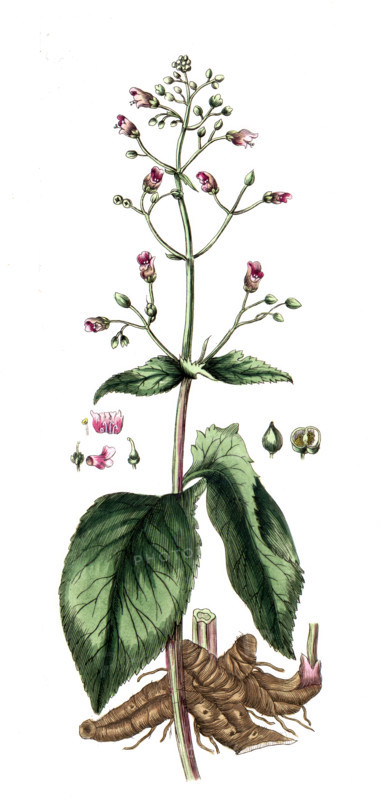 Scrophularia nodosa