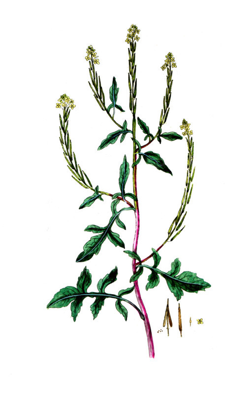 Erysimum officinale