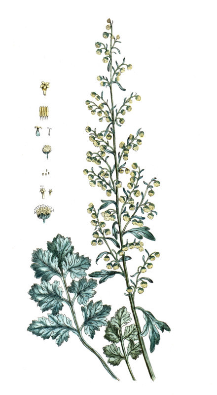 Carapichea ipecacuanha