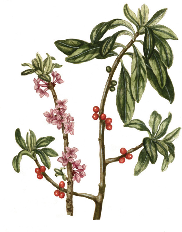 Daphne mezereum