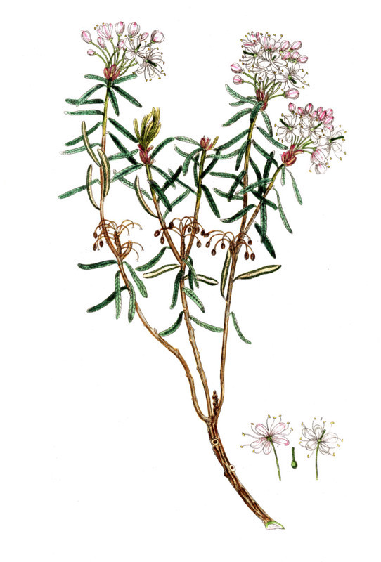 Ledum palustre