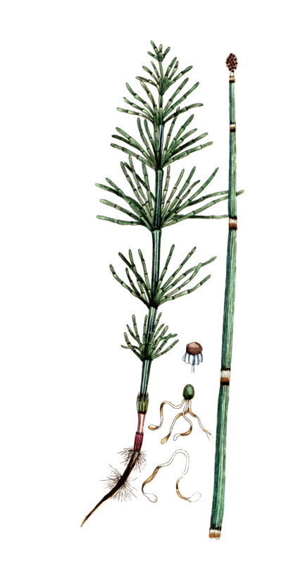 Equisetum arvense