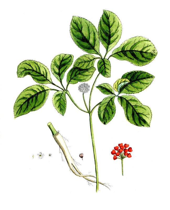 Panax quinquefolium