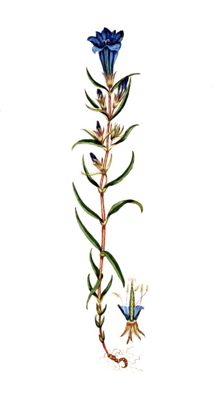 Gentiana pneumonanthe