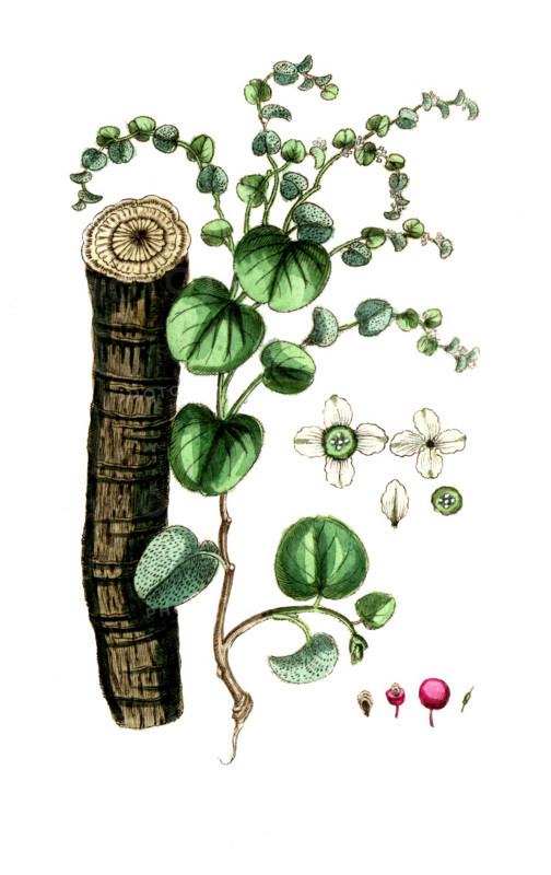 Cissampelos pareira