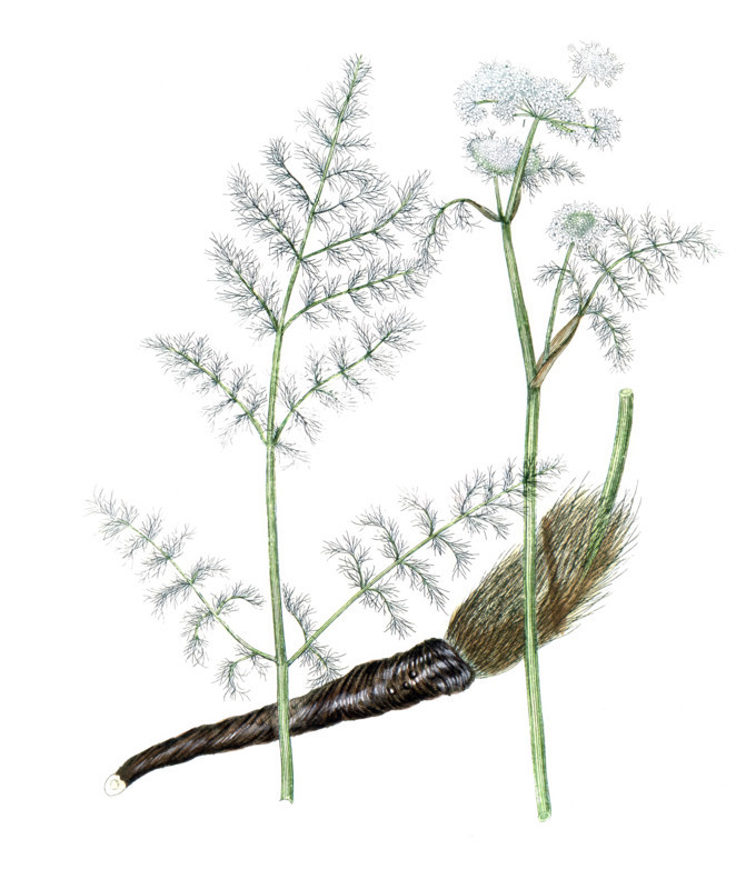 Aethusa meum