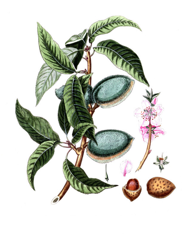 Amygdalus communis