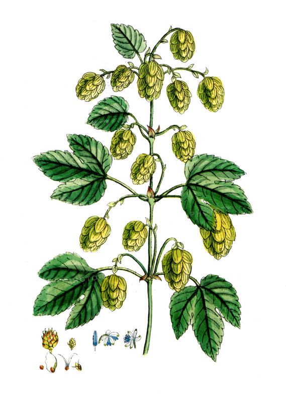 Humulus lupulus