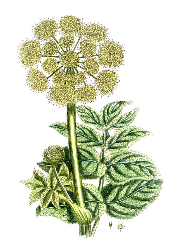Angelica sativa