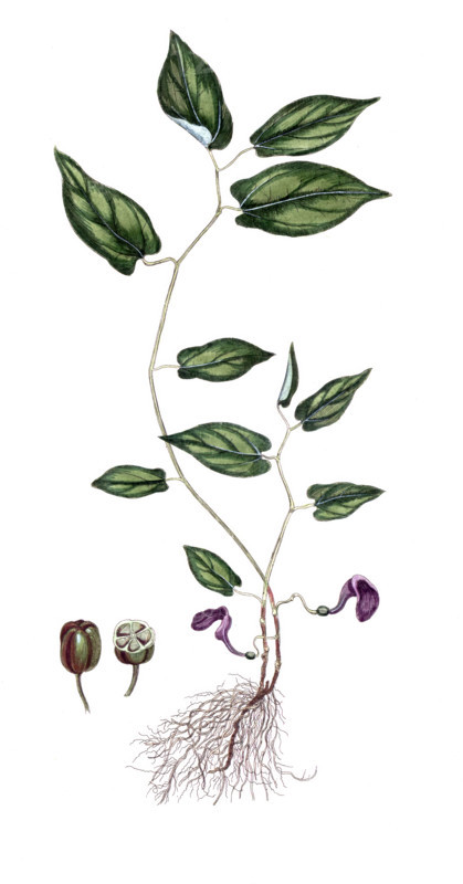Aristolochia serpentaria