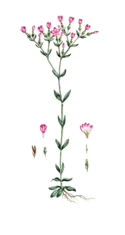 Gentiana centaurium