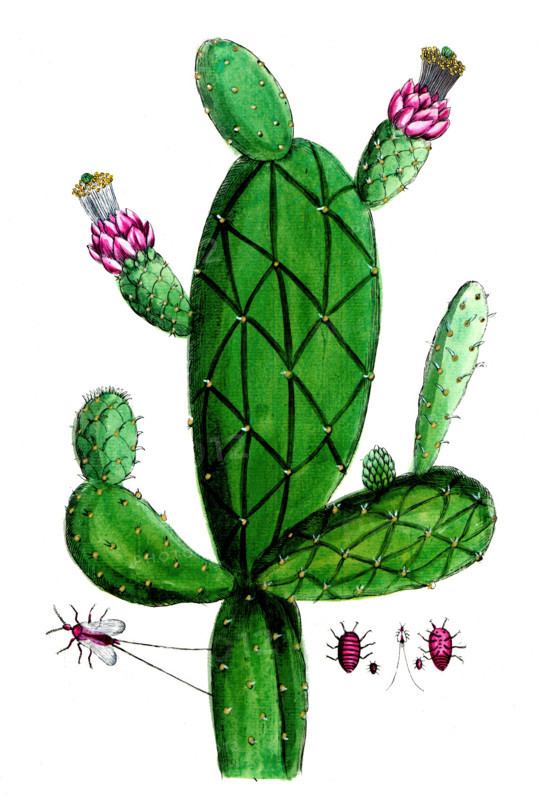 Cactus cochinilifer
