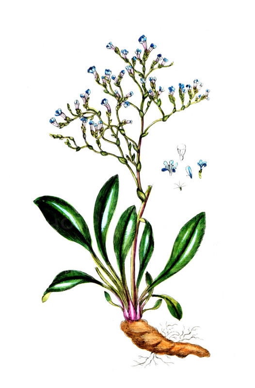 Statice limonium