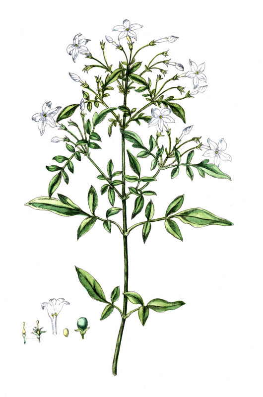 Jasminum officinale