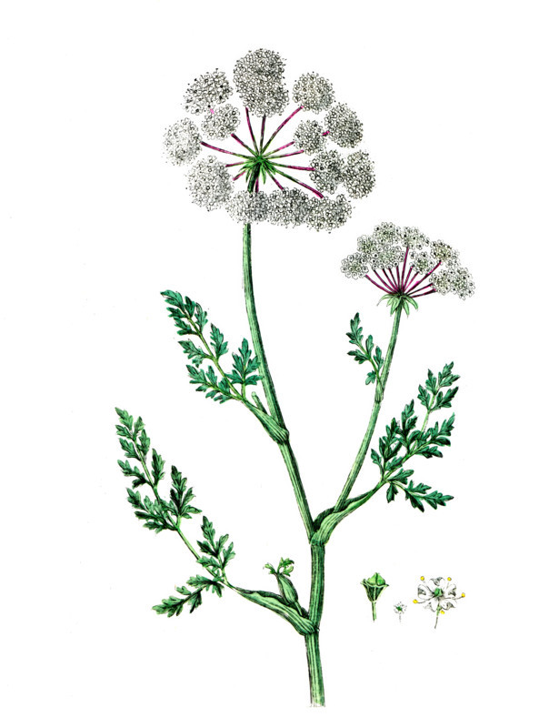 Selinum palustre