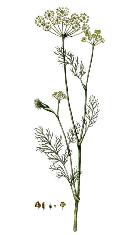 Anethum graveolens