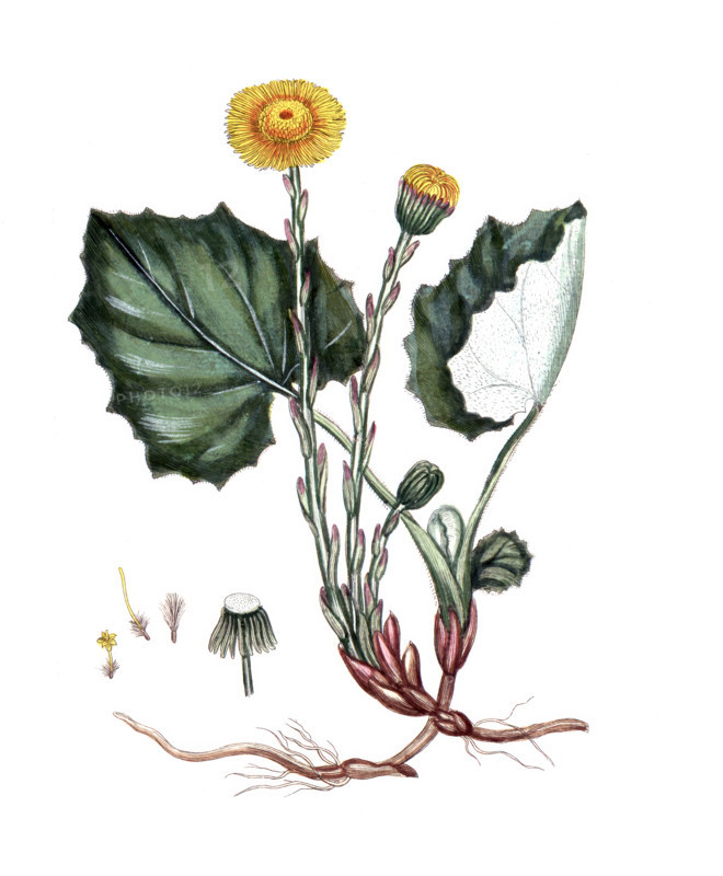 Tussilago farfara