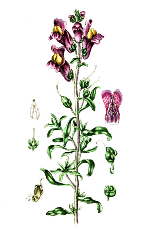 Antirrhinum majus