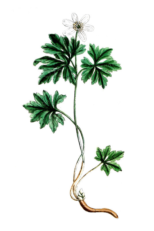 Anemone nemorosa