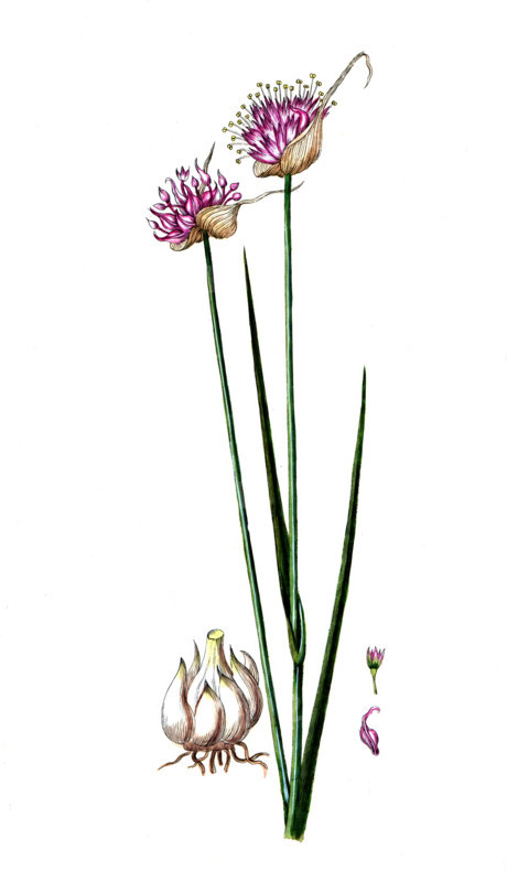 Allium sativus