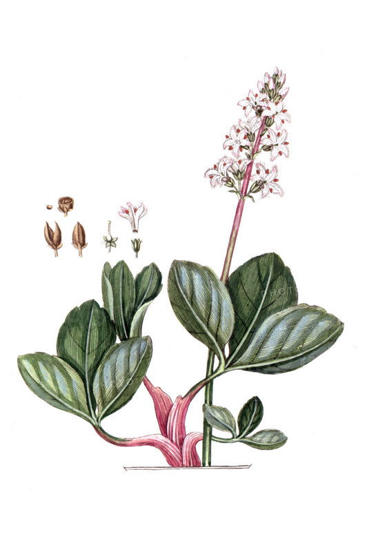 Menyanthes trifoliata